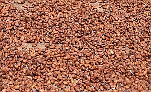 Cocoa beans